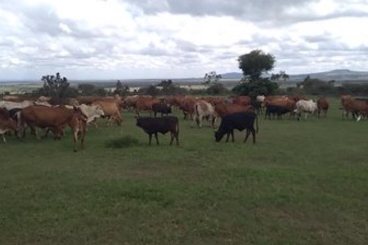 Dry-Land Herd Health Visit-BVM Students