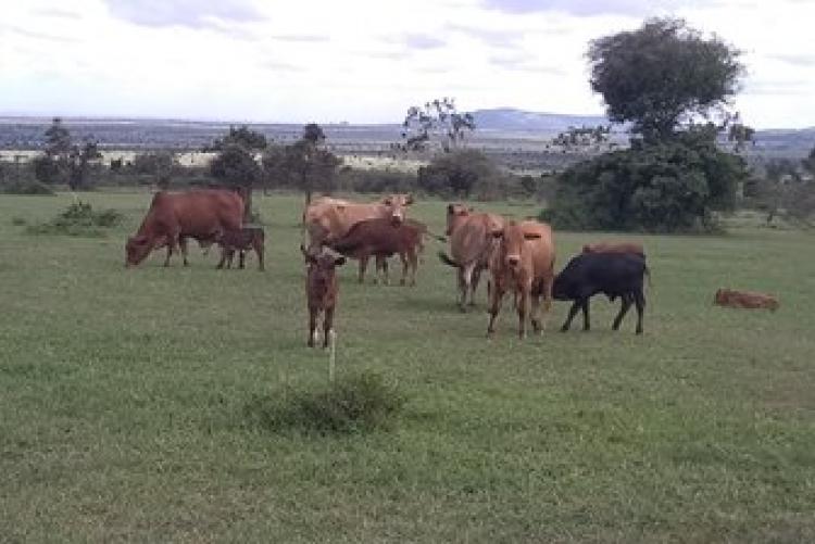 Dry-Land Herd Health Visit-BVM Students