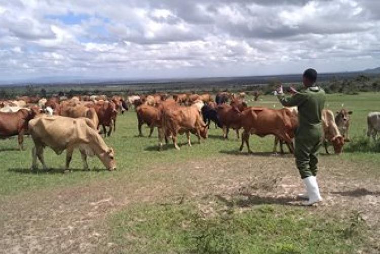 Dry-Land Herd Health Visit-BVM Students