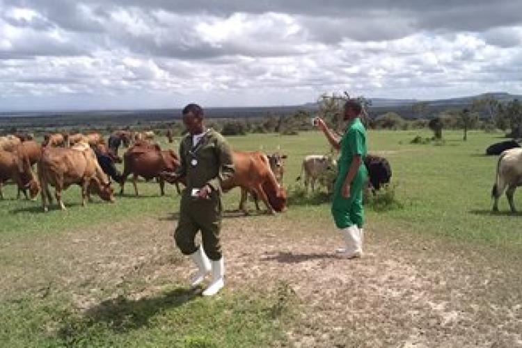 Dry-Land Herd Health Visit-BVM Students