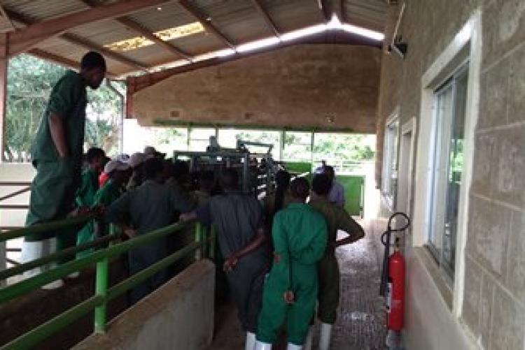 Dry-Land Herd Health Visit-BVM Students