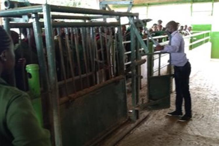 Dry-Land Herd Health Visit-BVM Students