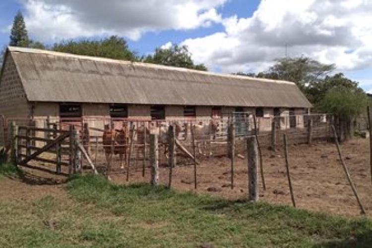 Dry-Land Herd Health Visit-BVM Students