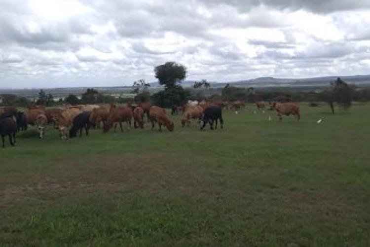 Dry-Land Herd Health Visit-BVM Students