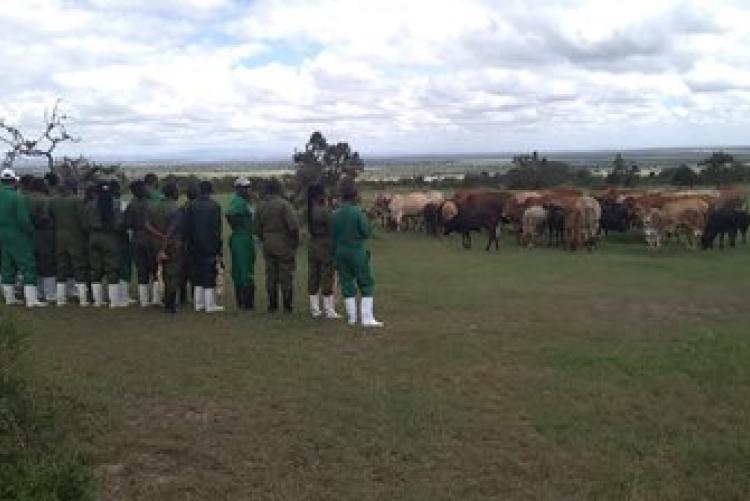 Dry-Land Herd Health Visit-BVM Students