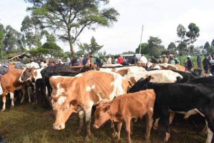 Herd Health Community Outreach - Uasin Gishu