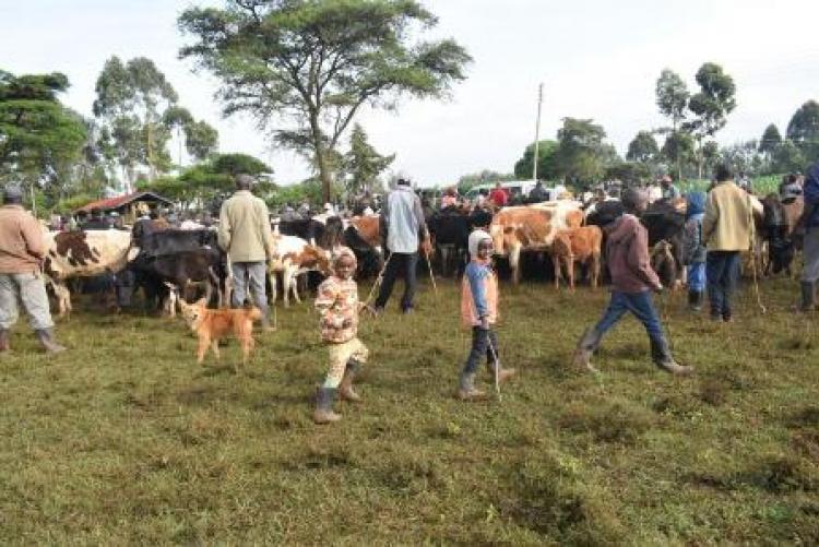 Herd Health Community Outreach - Uasin Gishu