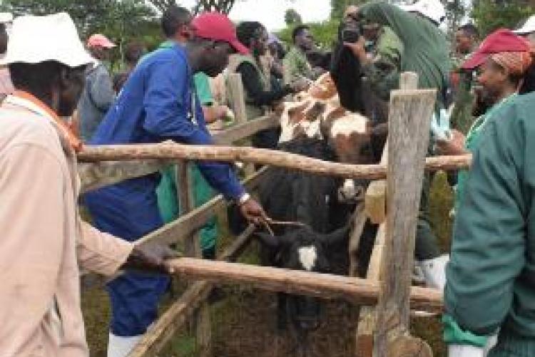 Herd Health Community Outreach - Uasin Gishu