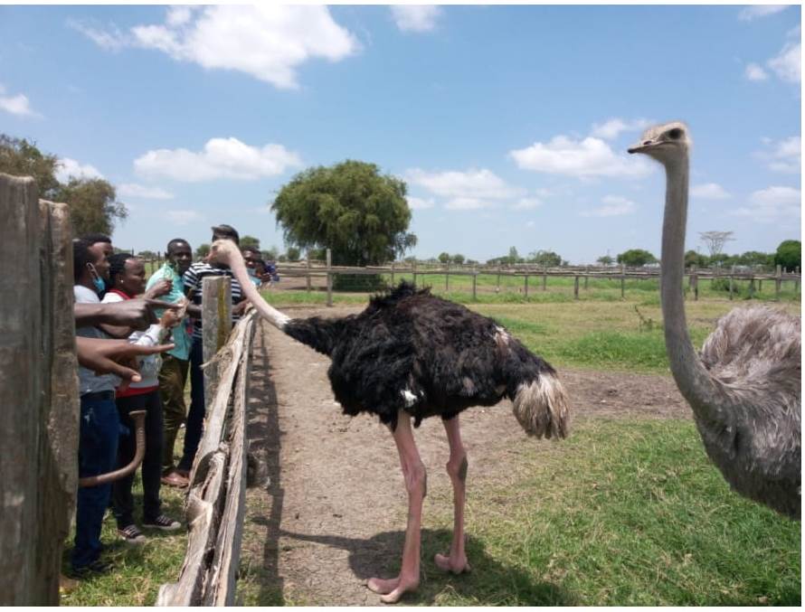 ostrich farm