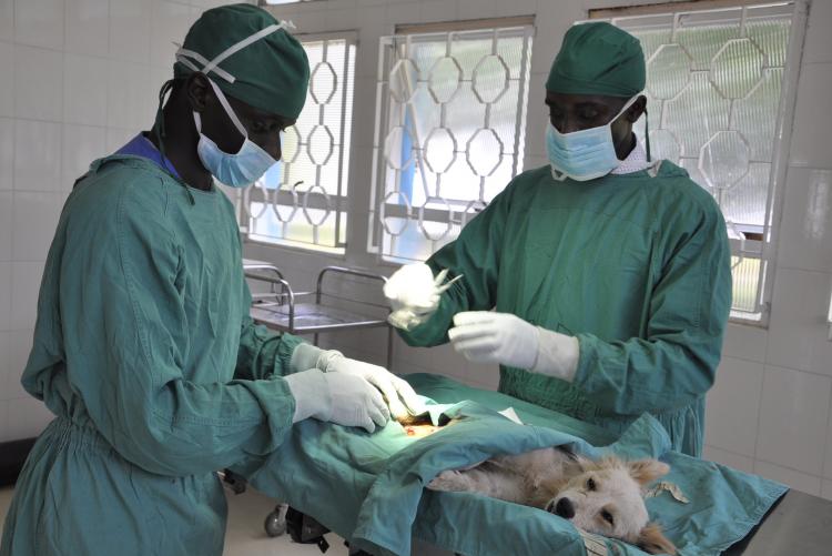 Veterinary Gynaecology and Obstetrics