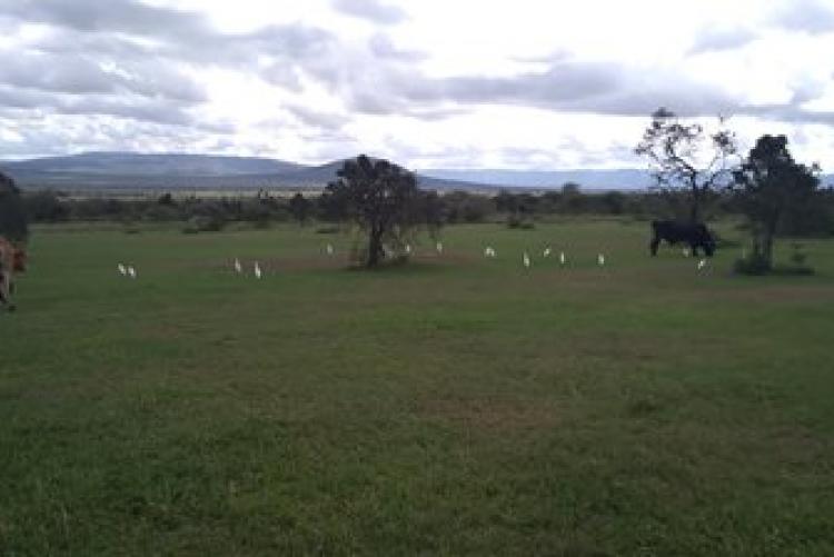 Dry-Land Herd Health Visit-BVM Students