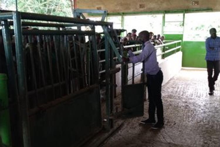 Dry-Land Herd Health Visit-BVM Students