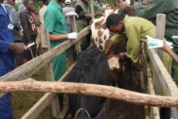 Herd Health Community Outreach - Uasin Gishu